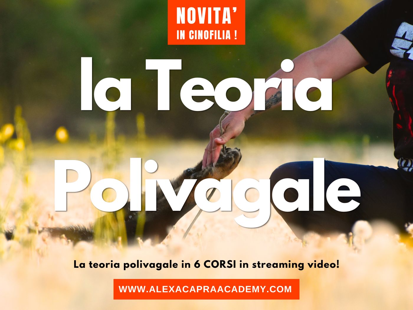 video teoria polivagale