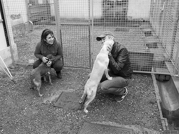 adottanti in canile