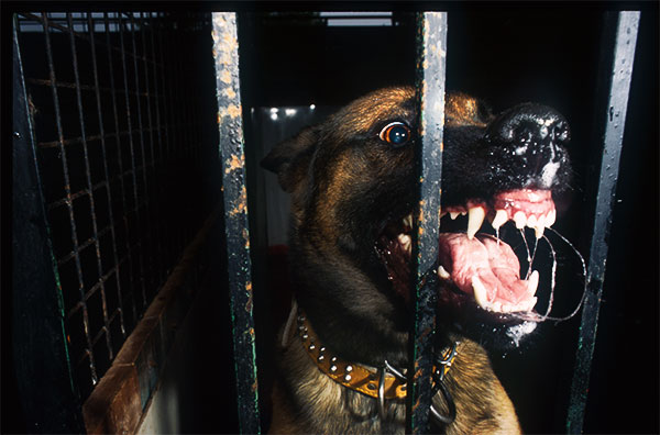 cane aggressivo paura