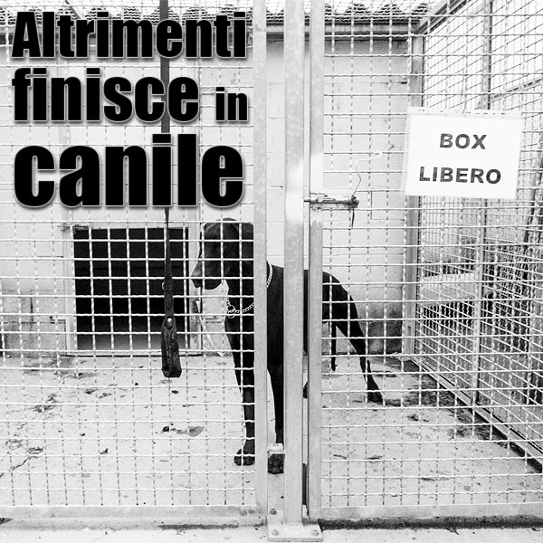 adozione del cane