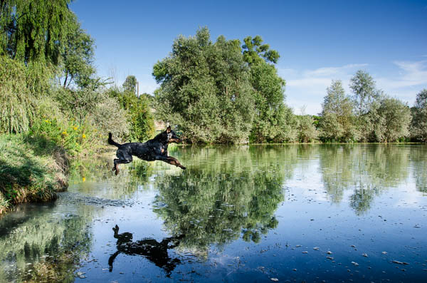 tuffo cane in acqua mare