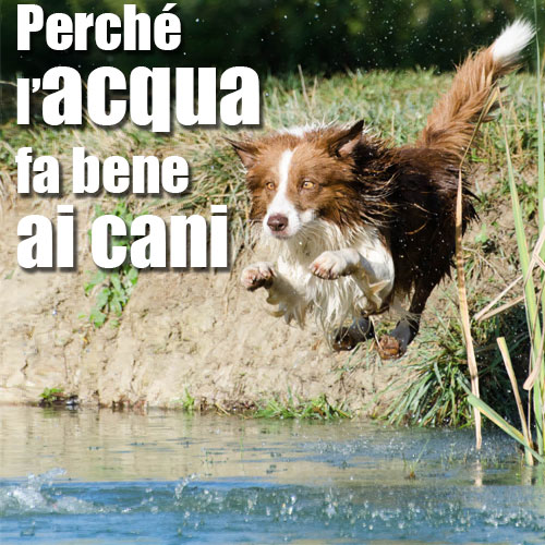 acqua bagno cani