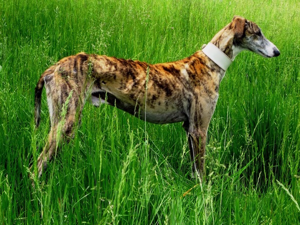 levriero galgo espaniol rescue