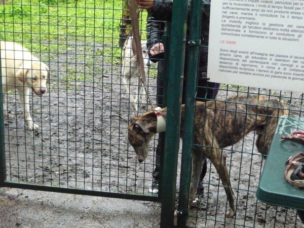 adozione galgo spagnolo