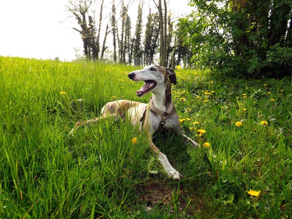 galgo spagnolo levriero