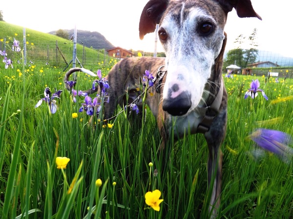 adozione cane da caccia