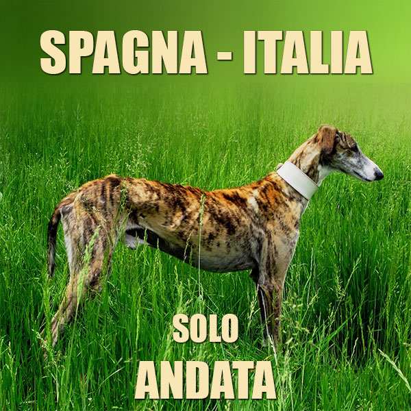 rescue levrieri galgo spagna
