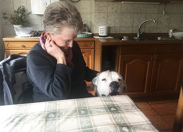 cane abbandonato adottato in famiglia