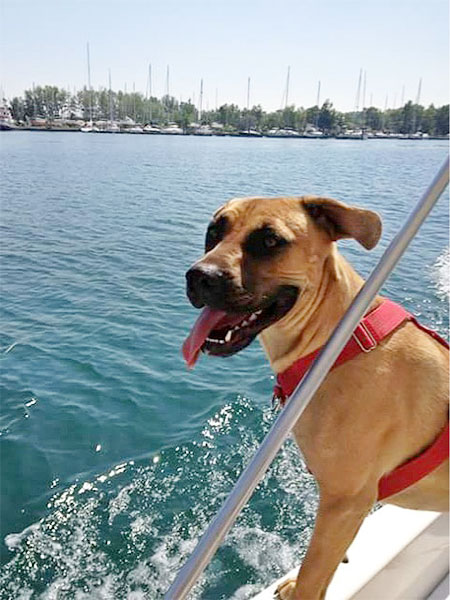 adozione cucciolo autocontrollo paura