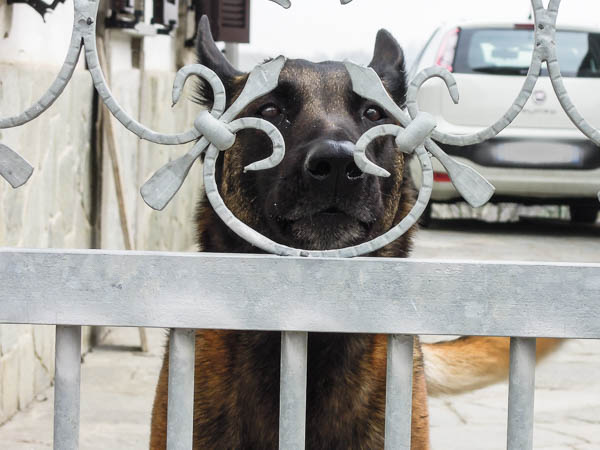 cane da guardia al cancello