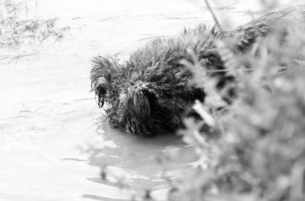il cane si comporta come umano