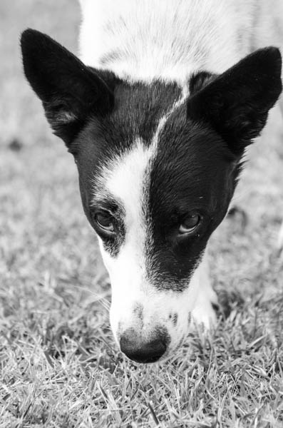 comunicazione uomo cane