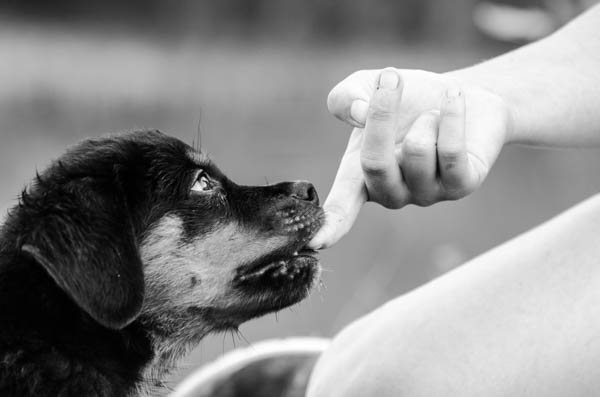 vita col cucciolo di cane