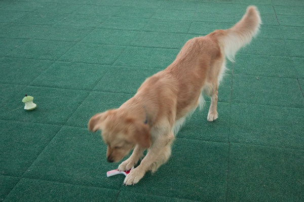 apprendimento esperienza relazione con il cane