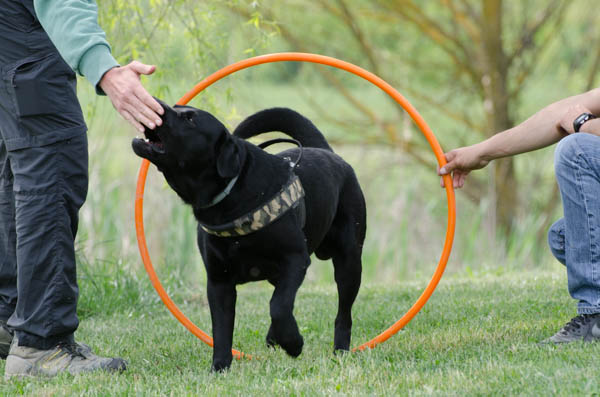 apprendimento addestramento del cane