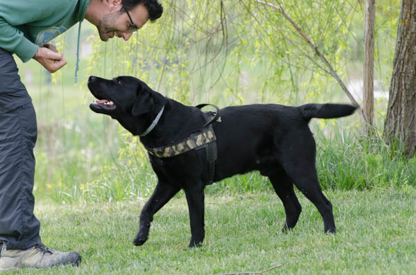 apprendimento educazione del cane