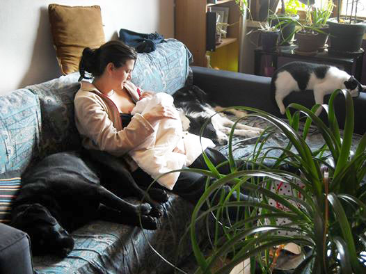 cane aggressivo labrador border collie bambini 