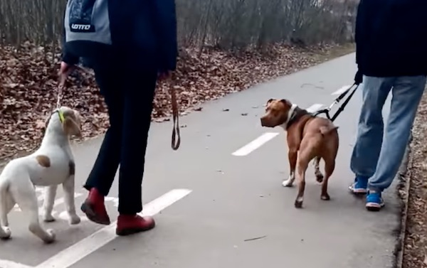 come far incontrare due cani