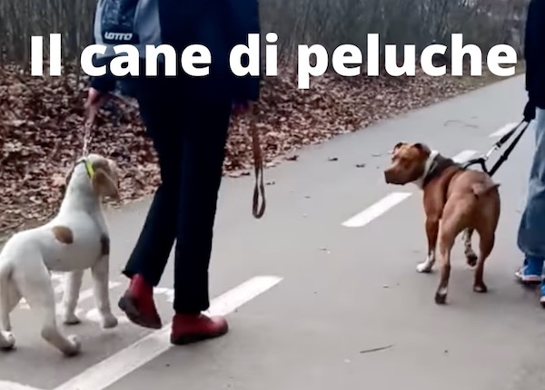 autocontrollo nel cane