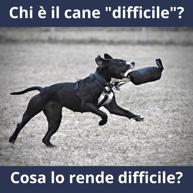 gestione del cane in famiglia