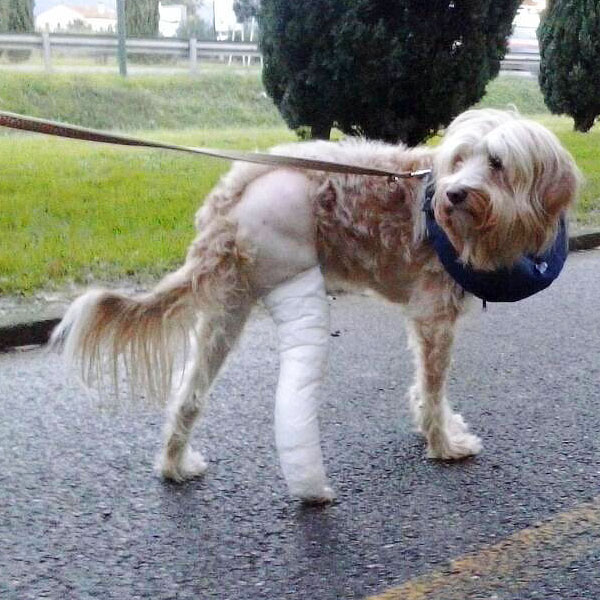 cane zampa rotta intervento ortopedico