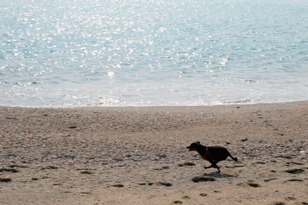 lasciare libero il cane