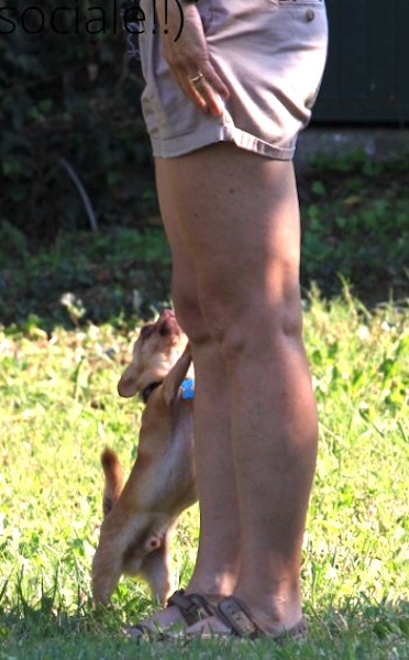 contatto sociale cane uomo