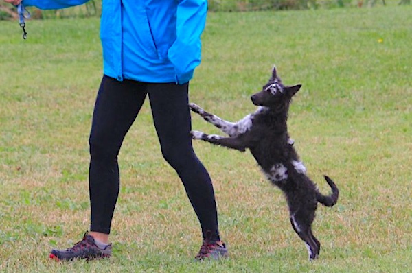richiesta di attenzione del cane