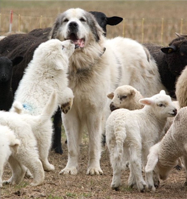cucciolo di cane salta al muso