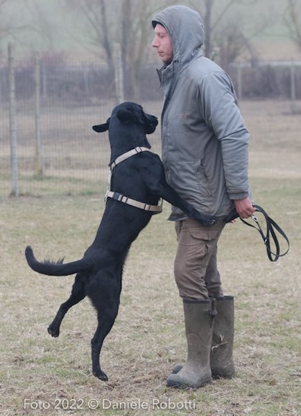 cane salta alla faccia