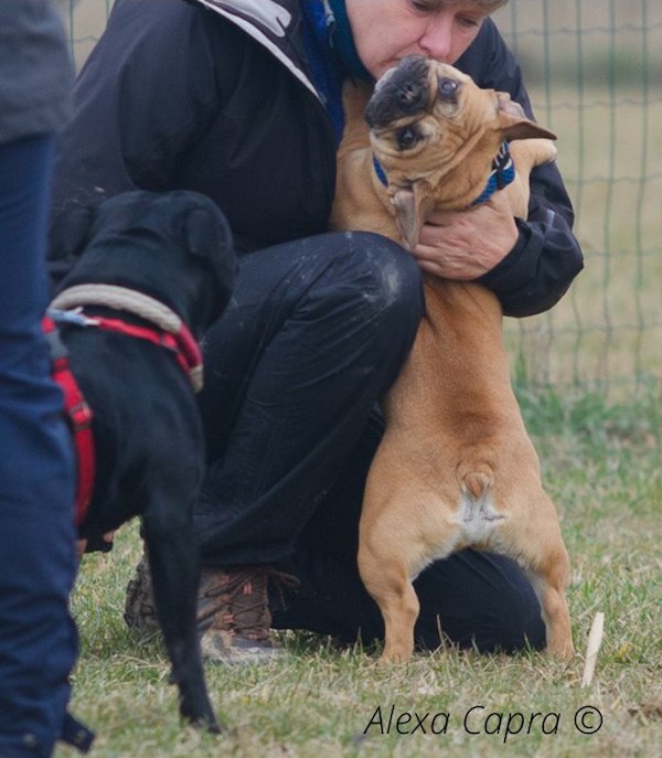 cucciolo in difficoltà