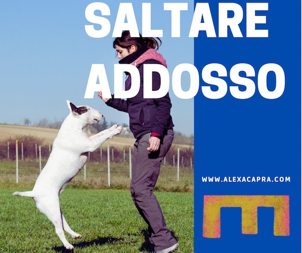 cane che salta addosso a una persona