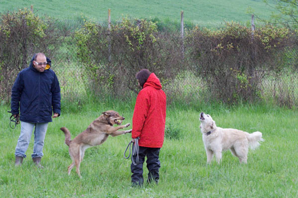 adozione cane in canile
