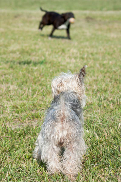 adozione cane in canile