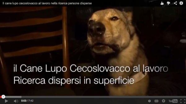 cane lupo cecoslovacco ilaria dellepiane