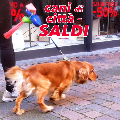 cani citta passeggiata guinzaglio