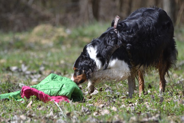 ricerca traccia persona scomparsa