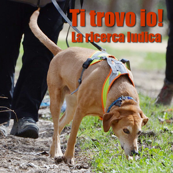 cane da lavoro su traccia olfattiva