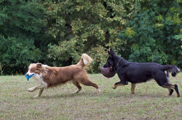 gioco tra cani contendere il giocattolo