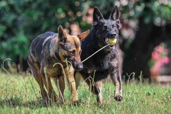 pastore tedesco gioco palla