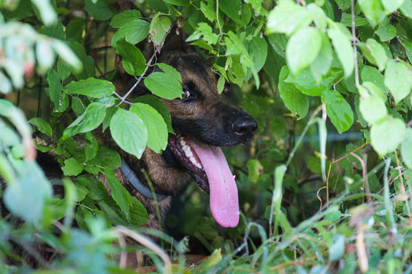 estate cane all'ombrra caldo