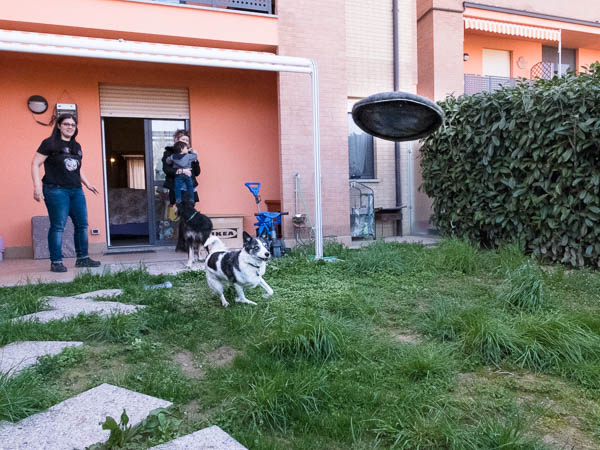 giardino per il cane fuori dalla porta di casa