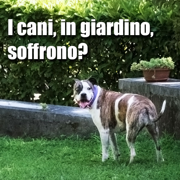 la vita del cane in giardino