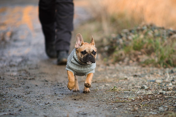 cucciolo cocker corre senza guinzaglio