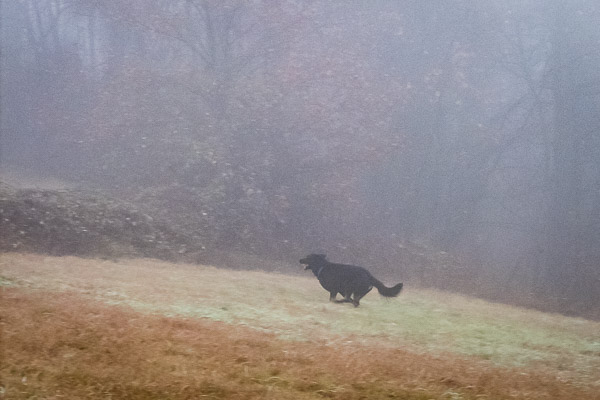 il controllo sul cane e il richiamo del cane