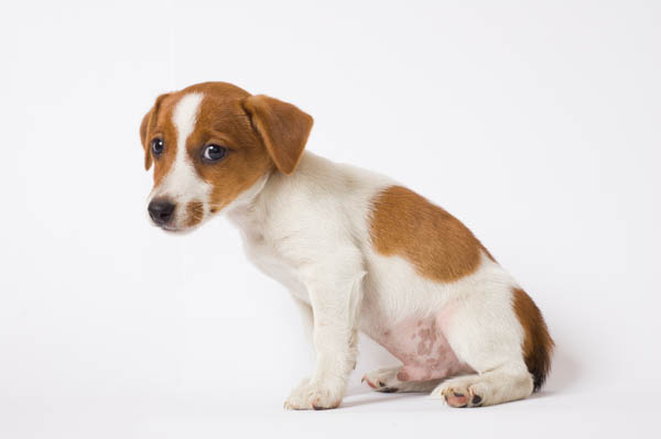 cani infelici comportamento stress paura