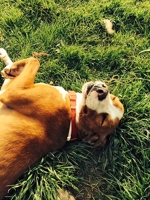 canile relazione educatore proprietario del cane