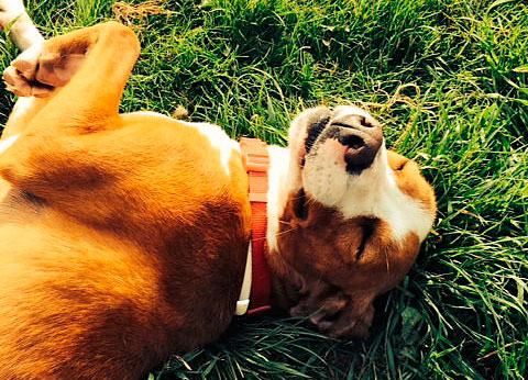 canile comportamento del cane