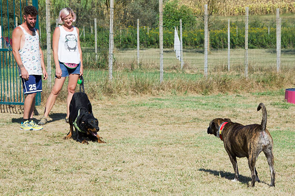 classe di comunicazione del cane gentle team
