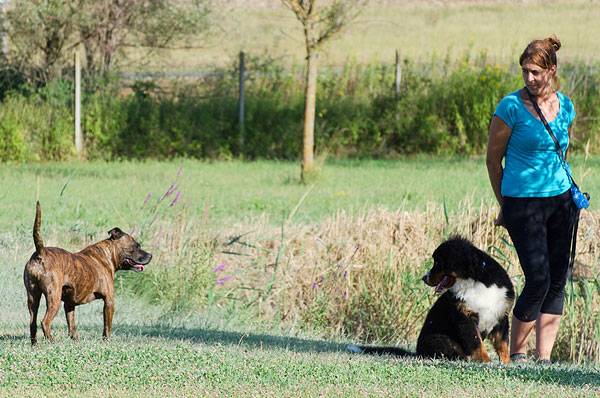 capire il comportamento del cucciolo